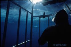 From within the cage - Isla Guadalupe by Steven Hajic 